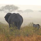 elephants on a walk