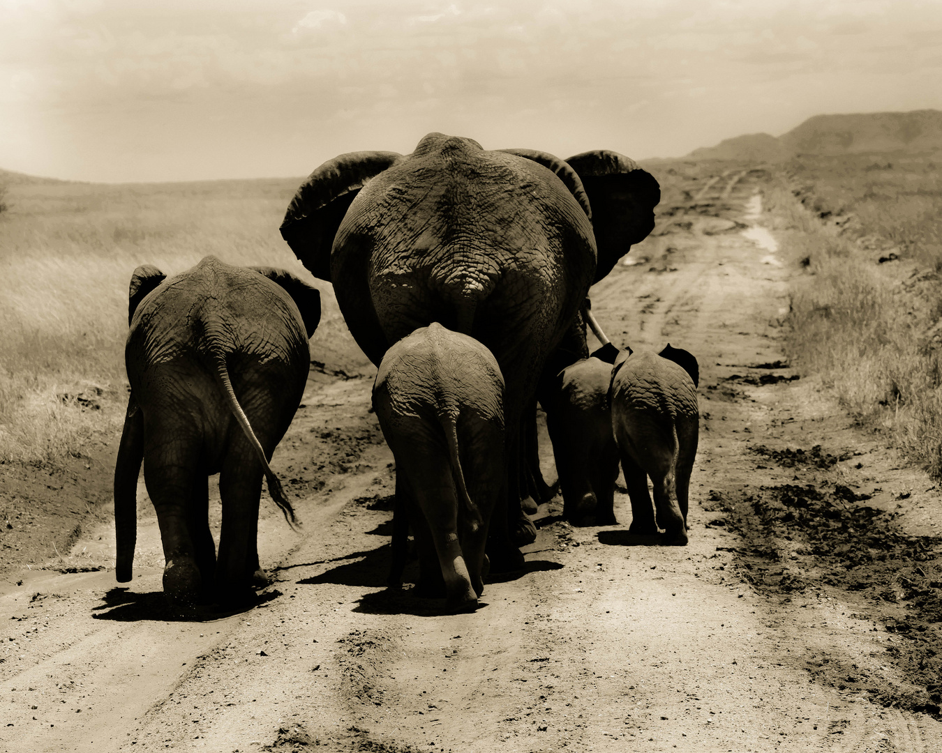 ELEPHANTS ON THE GO - TANZANIA