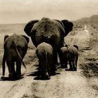 ELEPHANTS ON THE GO - TANZANIA