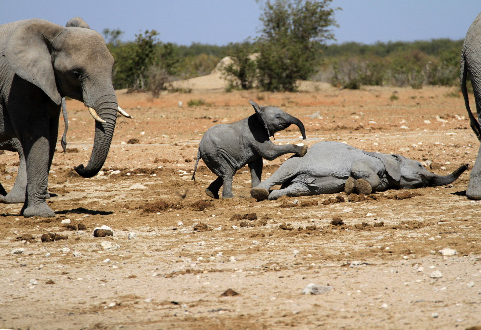 Elephant´s playground