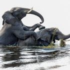 Elephants playing