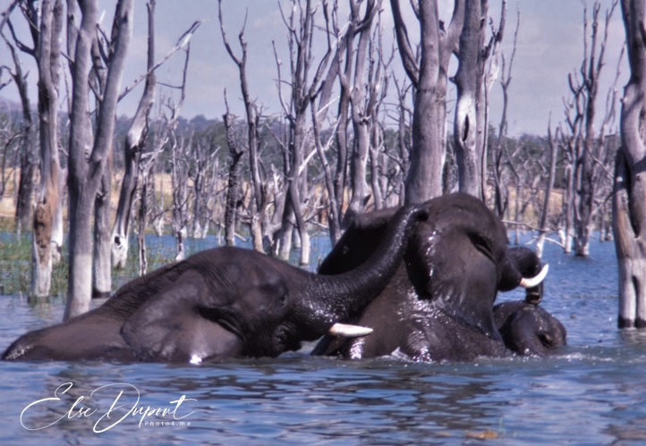 Elephants playing in the Lake - for Hours...