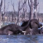 Elephants playing in the Lake - for Hours...