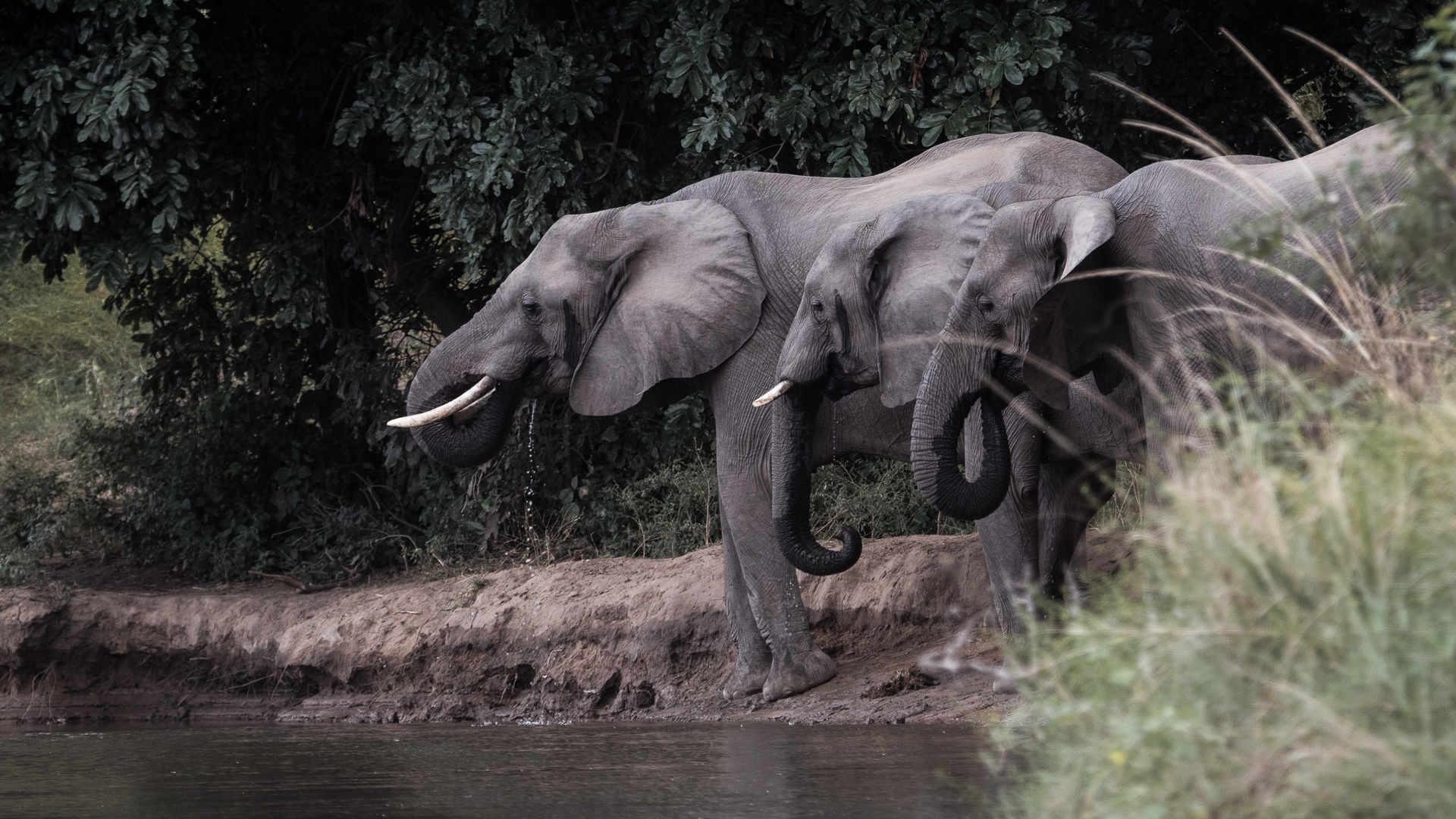 Elephants, Sambia, Lower Zambezi