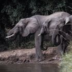 Elephants, Sambia, Lower Zambezi