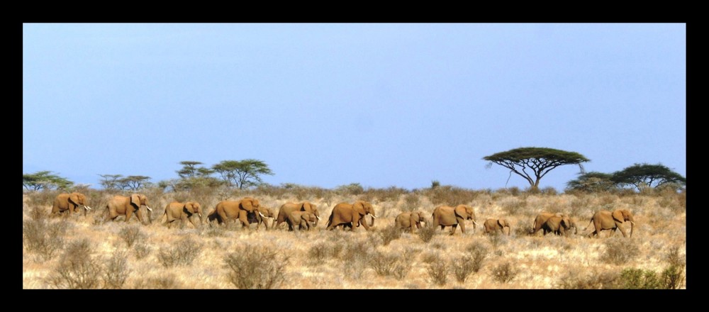 Eléphants - Samburu / Kenya - Hai hi hai ho ... on rentre du boulot !