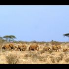 Eléphants - Samburu / Kenya - Hai hi hai ho ... on rentre du boulot !