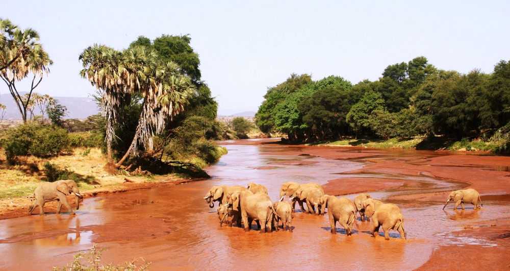 Eléphants - Samburu / Kenya - Traversée de rivière