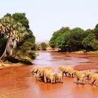 Eléphants - Samburu / Kenya - Traversée de rivière