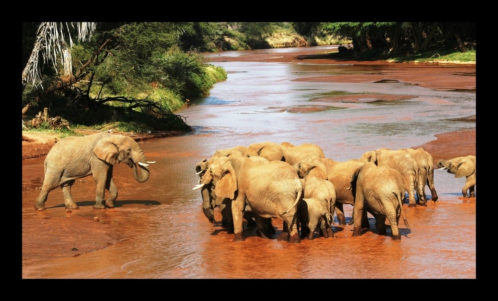 Eléphants - Samburu / Kenya - Vous ne passerez paaaaas !