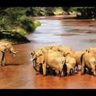 Eléphants - Samburu / Kenya - Vous ne passerez paaaaas !