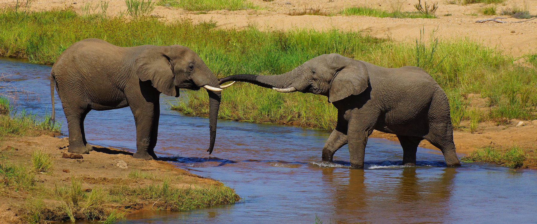 Elephants, Sand river, Kruger NP