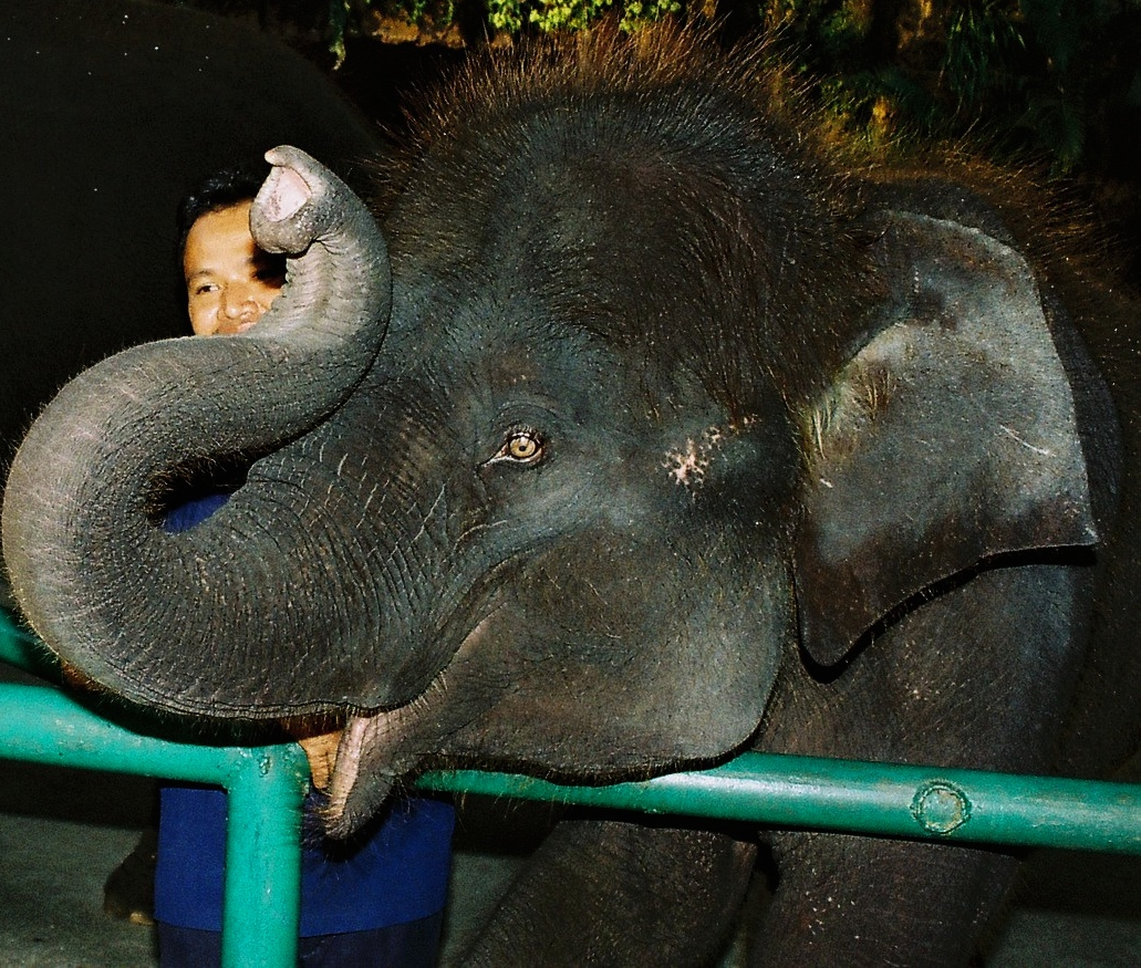 elephants showing