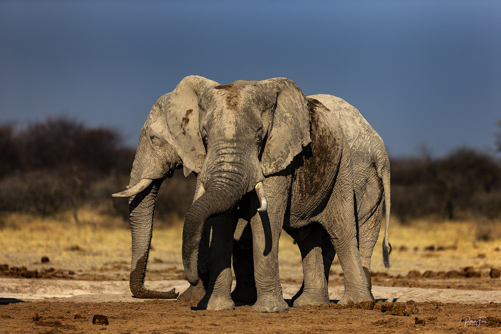 Elephants sous le soleil du Kalahari