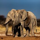 Elephants sous le soleil du Kalahari