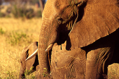 Eléphants Tarangire