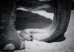 Elephants trunk