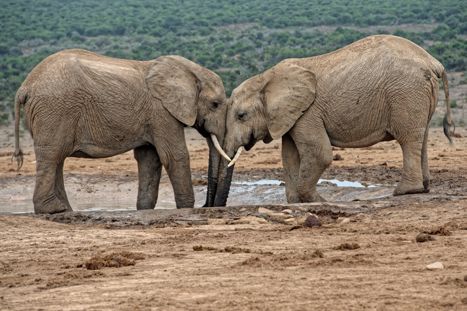 Elephants - trunk to trunk