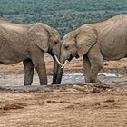 Elephants - trunk to trunk