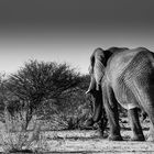 Elephant's walk