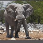 ''elephants walk'' --- Namibia #002