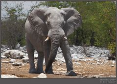 ''elephants walk'' --- Namibia #002