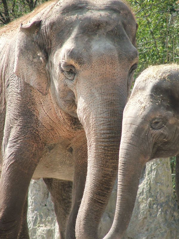 Elephants, Zurich zoo, Switzerland, 2007