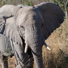 elephants_10_DSC04232