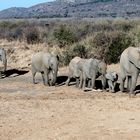 elephants_3_DSC02241