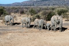 elephants_3_DSC02241