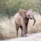 elephants_4_DSC03052