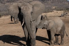 elephants_6_DSC03326