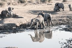 elephants_7_DSC03619