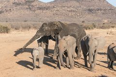 elephants_9_DSC09612