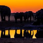 ElephantSunset-z96-2000