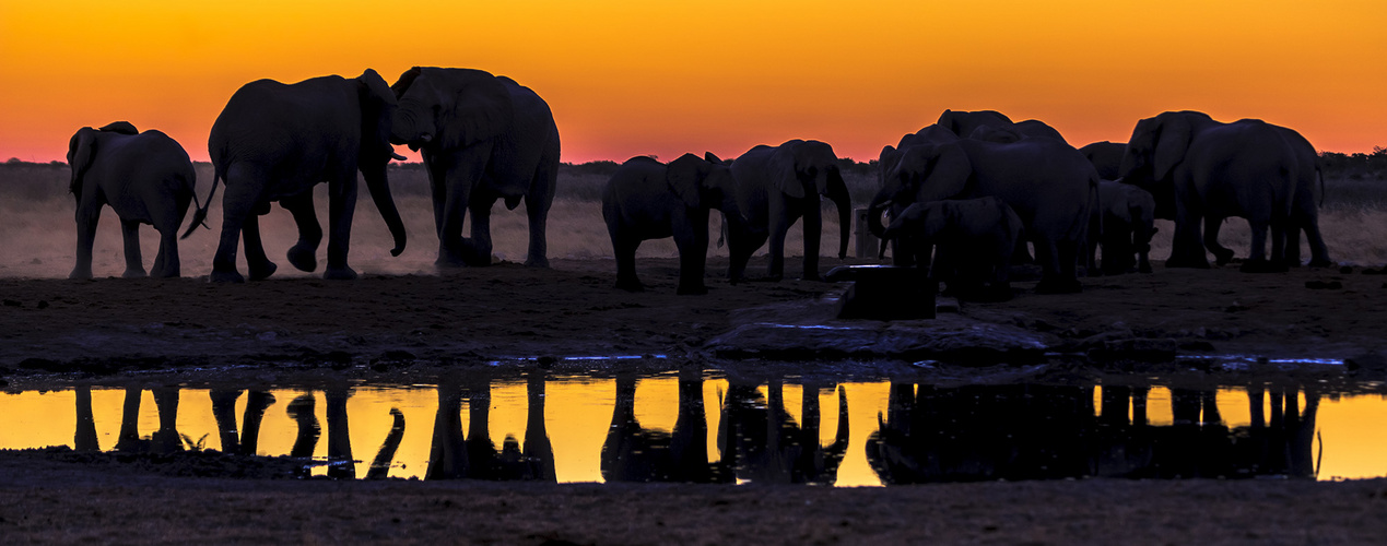 ElephantSunset-z96-2000