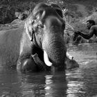 Elephantwashing