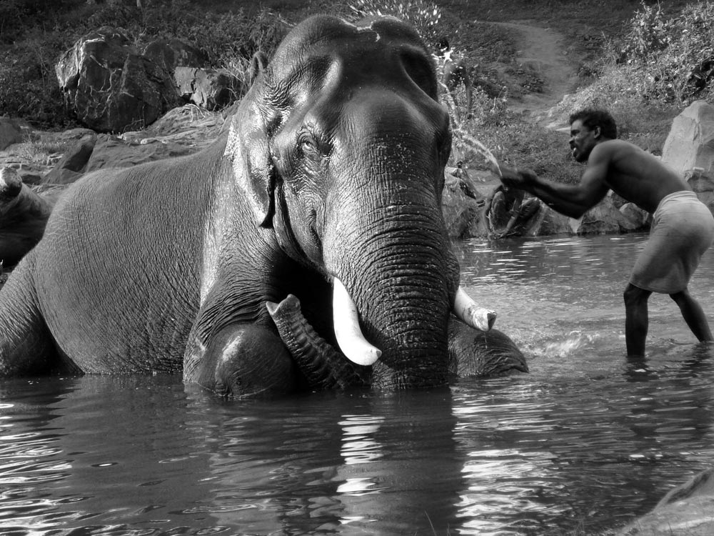 Elephantwashing