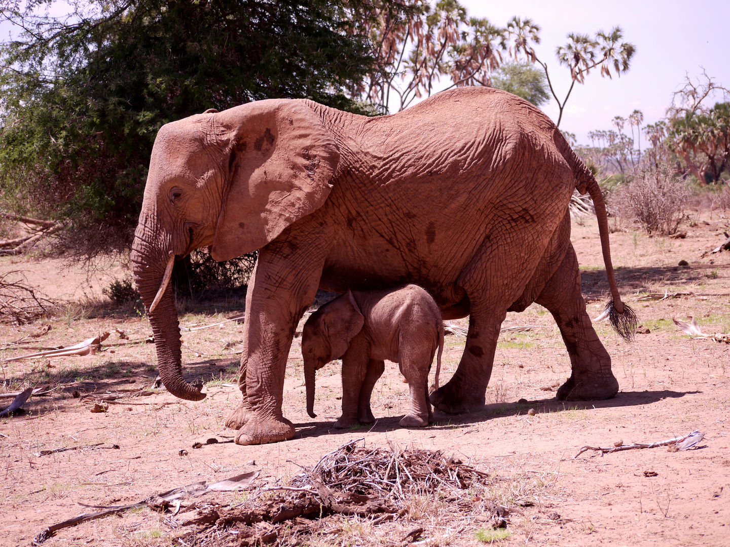 Elephantwatch Camp in der Samburu 