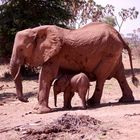 Elephantwatch Camp in der Samburu 