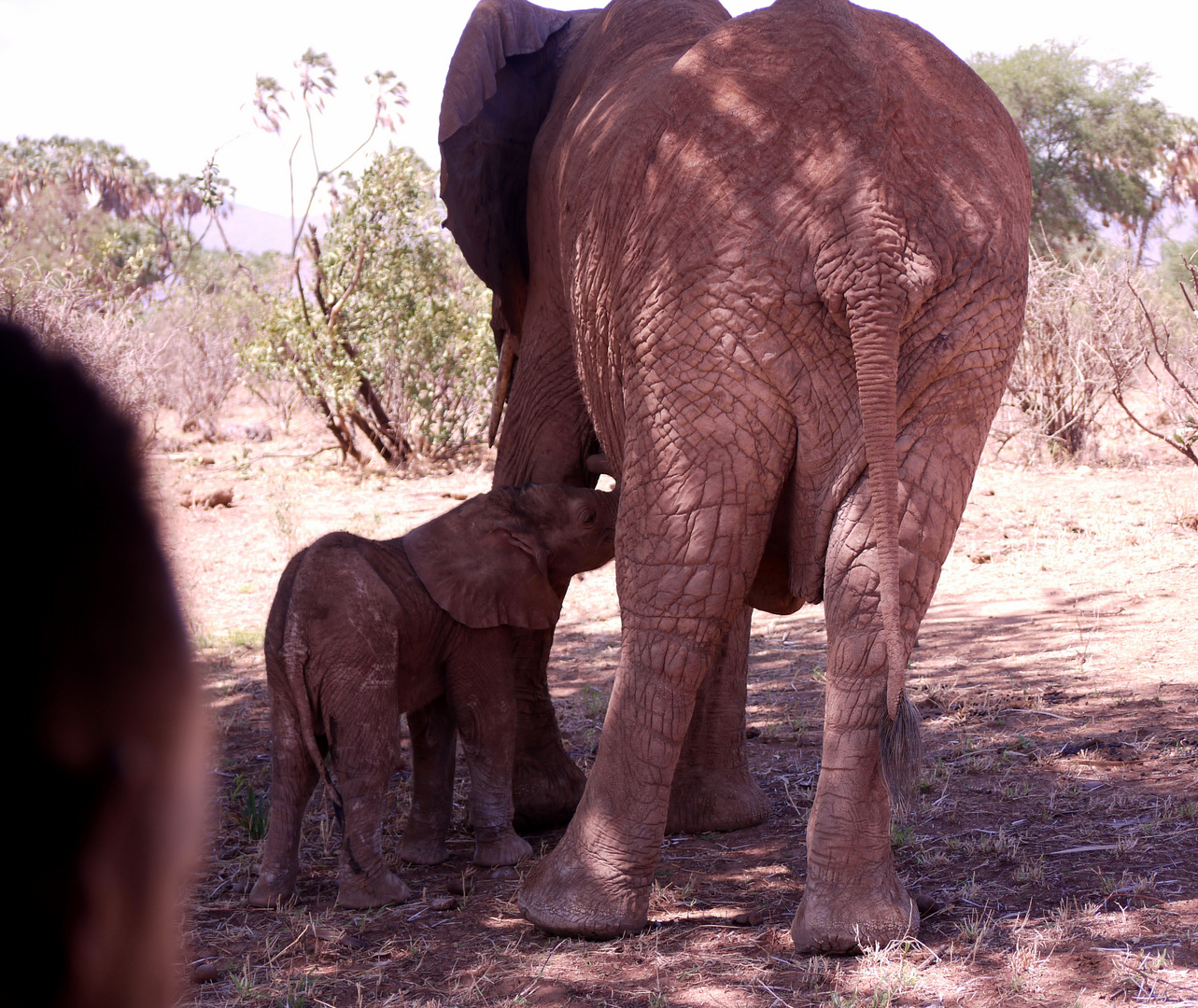 Elephantwatchcamp in der Samburu