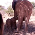Elephantwatchcamp in der Samburu