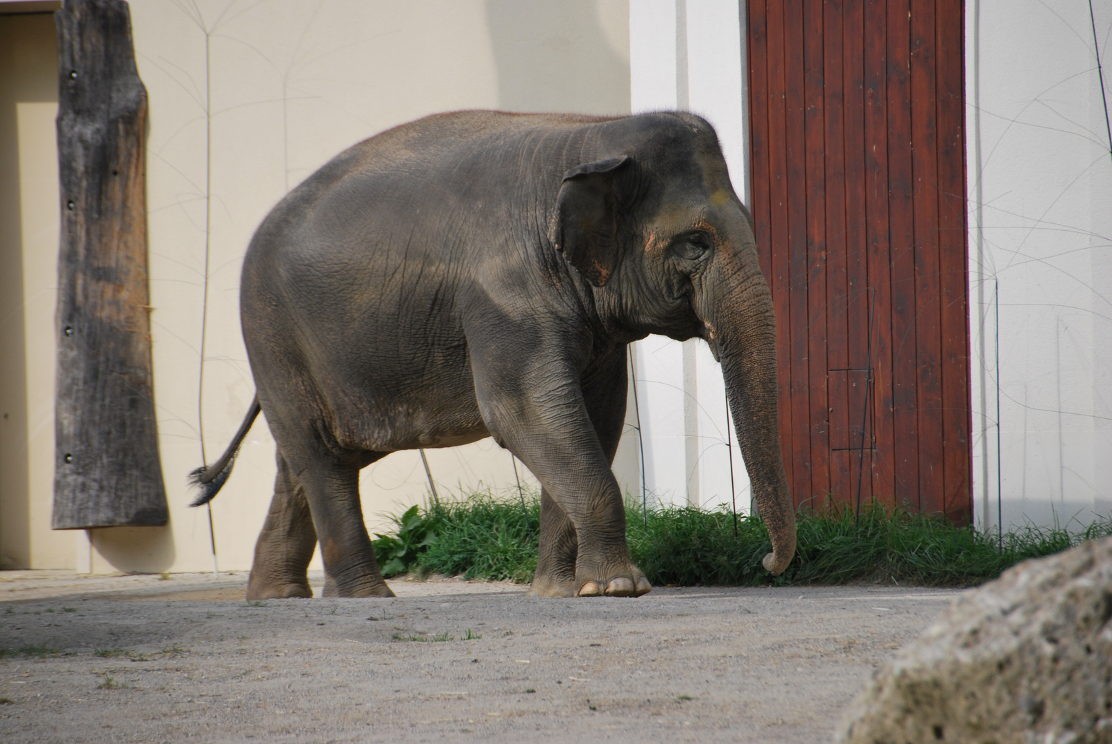 Elephas maximus