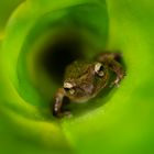 eleutherodactylus coqui