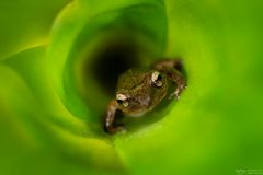 eleutherodactylus coqui