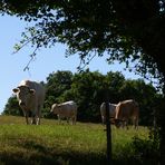 Elevage dans le Gers - Viehzucht in dem Gers