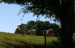 Elevage dans le Gers - Viehzucht in dem Gers