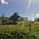 Elevage de chevaux à Sarraméa - Pferdezucht in Sarraméa