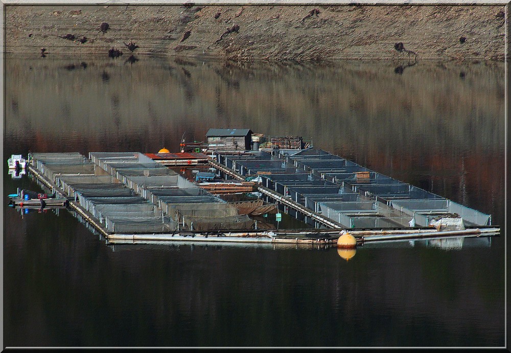 élevage de truites " lac de Villefort "