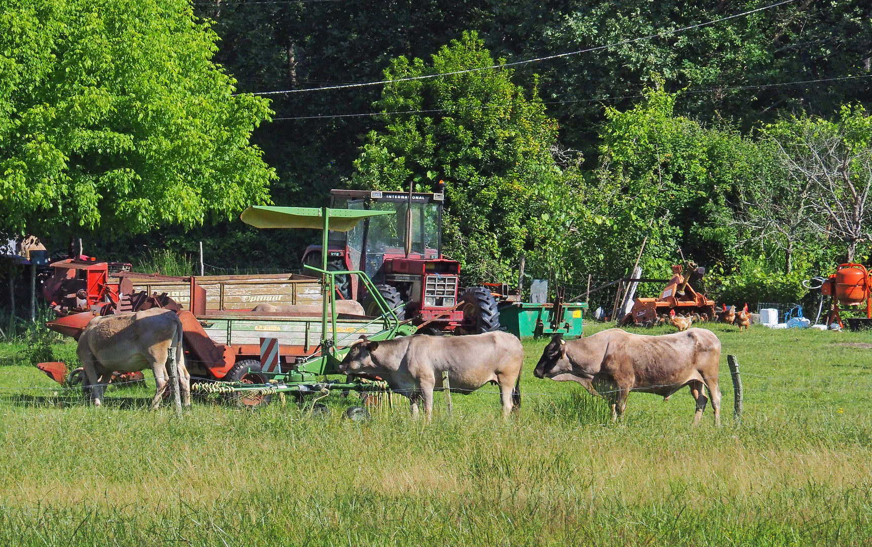 Elevage de vaches Bazadaises